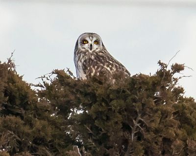 Short-eared Owl on pine.jpg