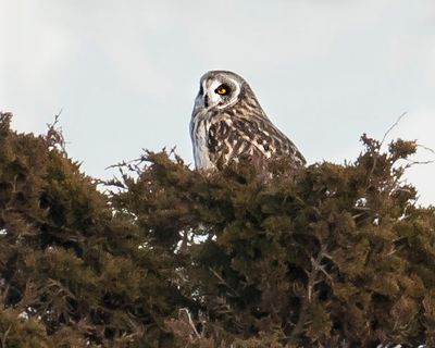 Short-eared on pine tree2.jpg