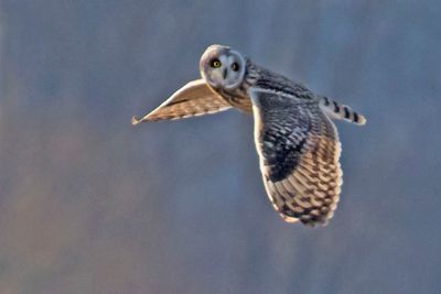 Short-eared flying, faces front.jpg