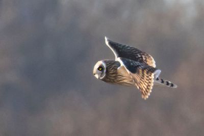 Short-eared flying.jpg