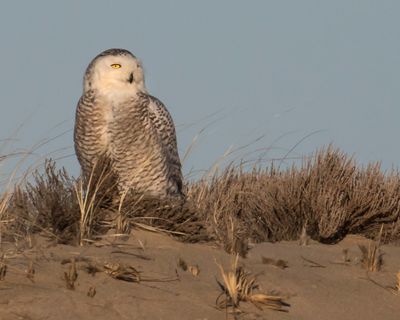 Snowy Owl looks right.jpg