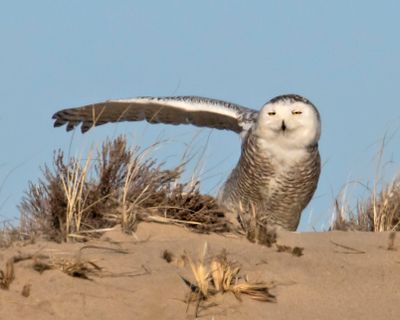 Snowy Owl stretching.jpg