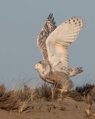 Snowy lifts wings about to take off.jpg