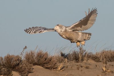 Snowy Owl lifts and takes off from dune.jpg