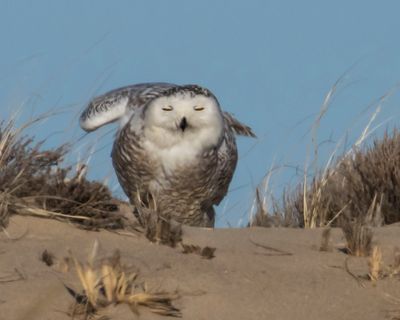 Snowy Owl about to stretch.jpg