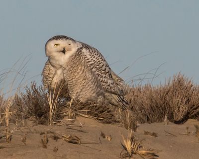 Snowy Owl fluffed.jpg