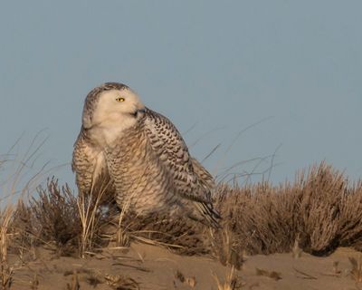 Snowy Owl fluffed looks right.jpg