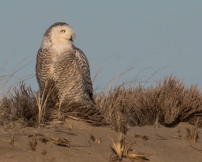 Snowy Owl faces right at dusk.jpg