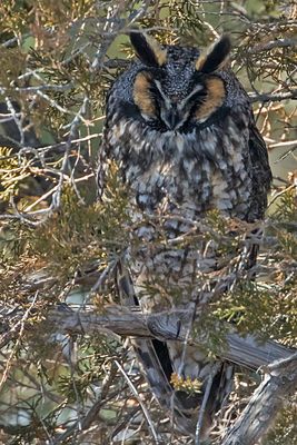 Long-eared eyes partly closed.jpg
