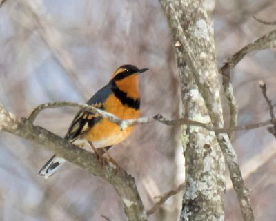 Varied Thrush in tree2.jpg