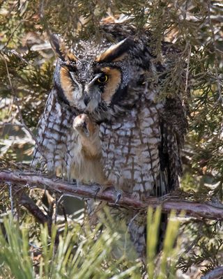Long-eared lifts foot to preen.jpg