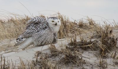 Snowy all fluffed up.jpg