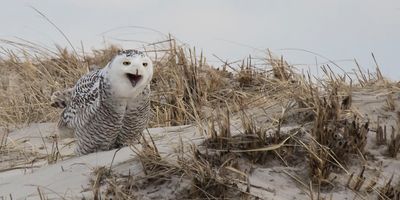 Snowy opens mouth on dune.jpg