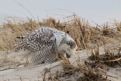 Snowy Owl coughs up a pellet.jpg