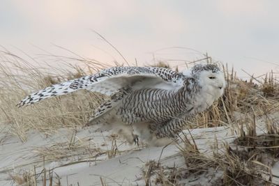 Snowy Owl stretches on dune.jpg