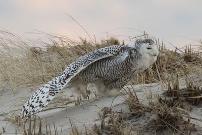 Snowy stretches on dune2.jpg