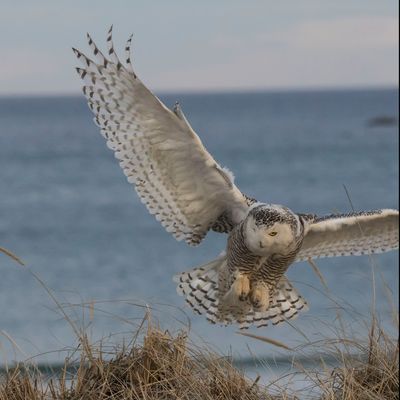 Snowy about to land on closer dune.jpg