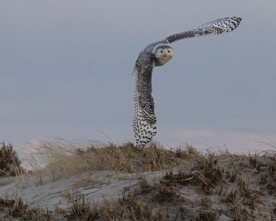 Snowy Owl flies over dune and stares at me.jpg