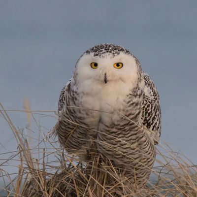 Snowy on close dune mound stares at me.jpg