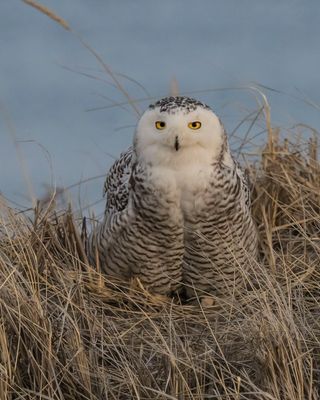 Snowy Owl on close dune stares at me.jpg