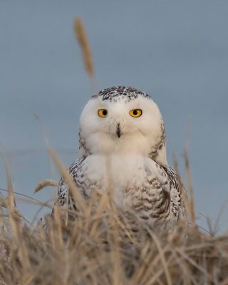 Snowy stares closer on dune mound.jpg