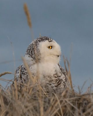Snowy turns right, close on dune mound.jpg