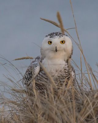 Snowy stares at me from dune mound.jpg
