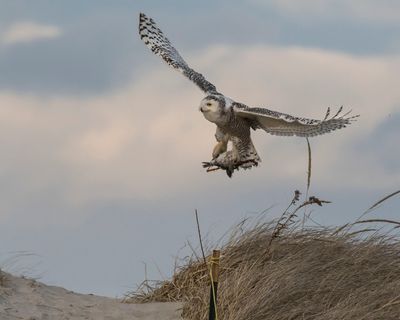 Snowy flies from dune with dead duck.jpg