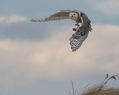 Snowy flies from dune with duck prey.jpg