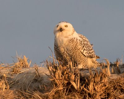 Snowy watching from dune, golden light.jpg