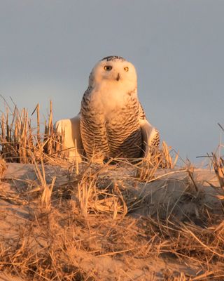 Snowy stands, wings from body, after eating.jpg