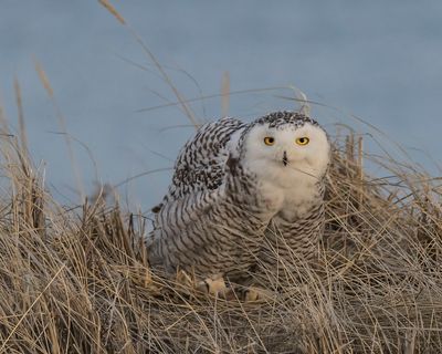 Snowy on dune mound walked out and stares.jpg
