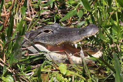 florida_2025