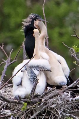 Anhinga dad has a mouthful.jpg