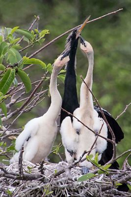 Anhinga siblings look up at dad.jpg