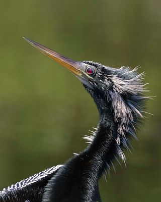 Anhinga portrait.jpg