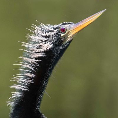 Anhinga portrait2.jpg