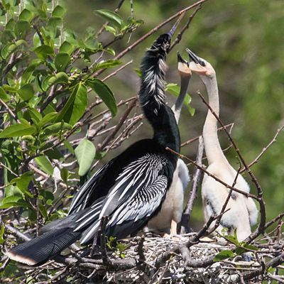 Anhinga siblings beg for food2.jpg