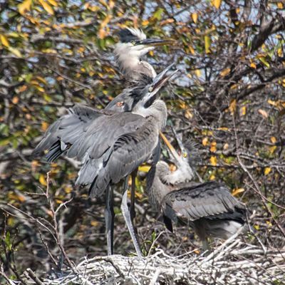GBH siblings bed mom for food.jpg