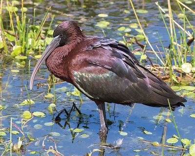 Glossy Ibis rests in water.jpg