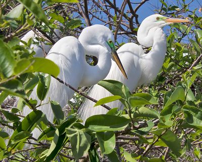 Great Egret pair pose together.jpg