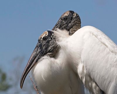 Wood Stork pair cuddle2.jpg