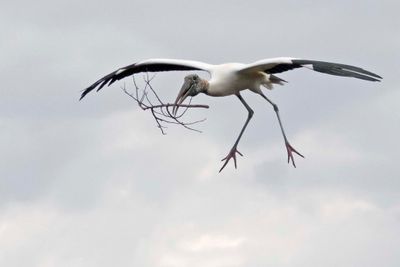 Wood Stork about to land with branch.jpg