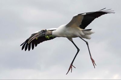 Wod Stork about to land with green branch_23A7359.jpg