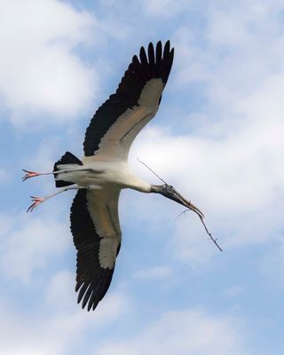 Wood Stork flying with branch, wings out.jpg