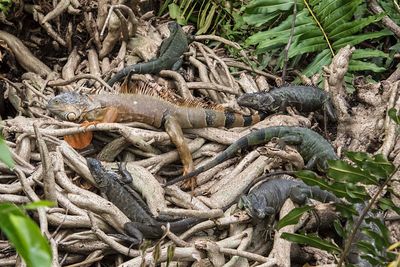 Iguanas, 6, resting on branches.jpg