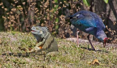 Iguana near Swamphen.jpg