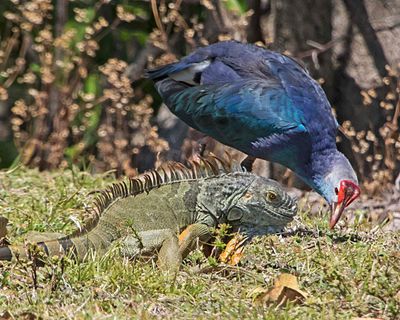 Iguana close to Swamphen.jpg