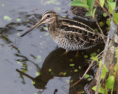 Wilson's Snipe.jpg