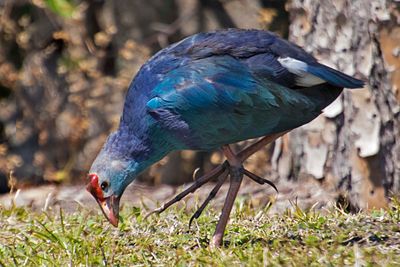 Swamphen checking grass for food.jpg